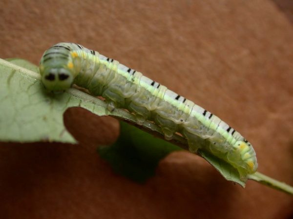 Pteronymia serrata 5th instar, KRW-24