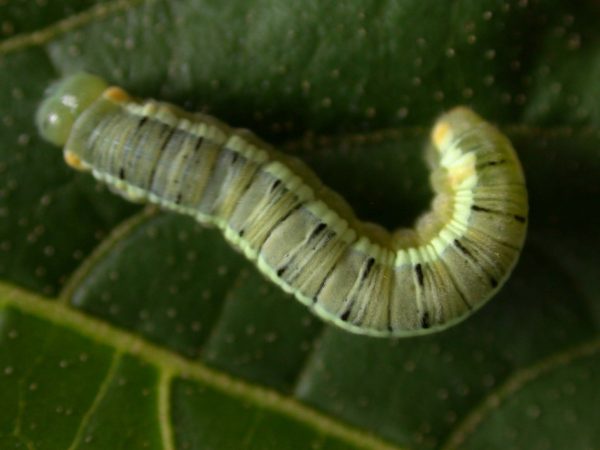 Pteronymia serrata 5th instar, KRW-82