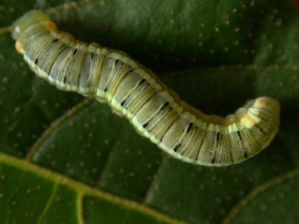 Pteronymia serrata 5th instar, KRW-82