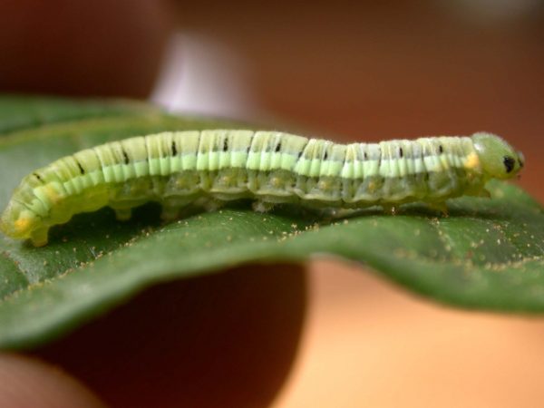 Pteronymia serrata 5th instar, KRW-82