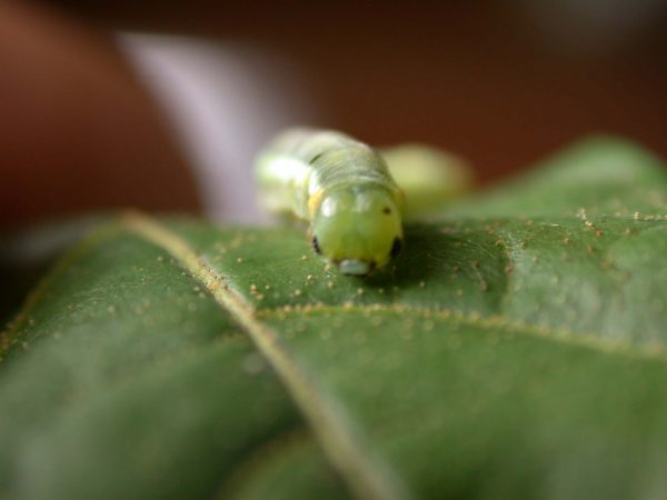 Pteronymia serrata 5th instar, KRW-82