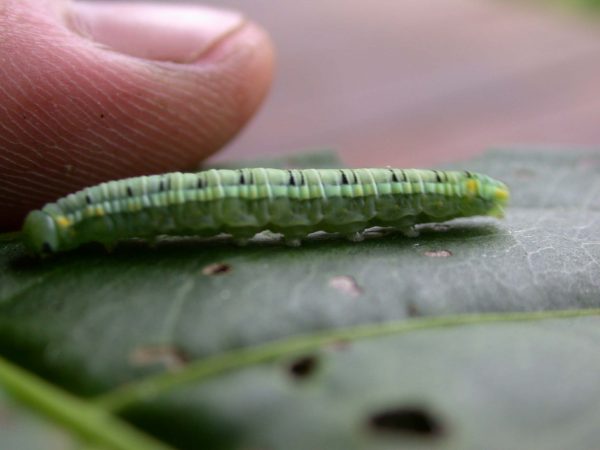 Pteronymia serrata 5th instar, KW-153