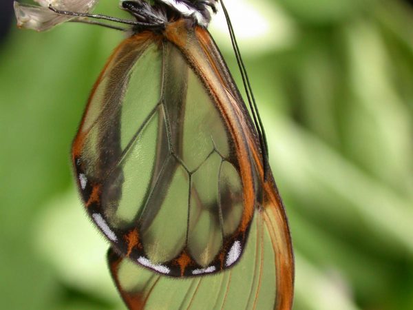Pteronymia serrata adult, KRW-153