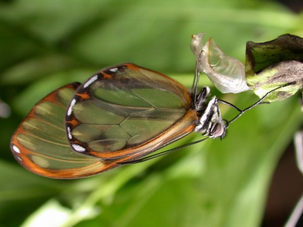 Pteronymia serrata adult, KRW-153