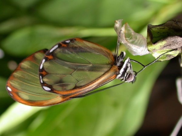 Pteronymia serrata adult, KRW-153