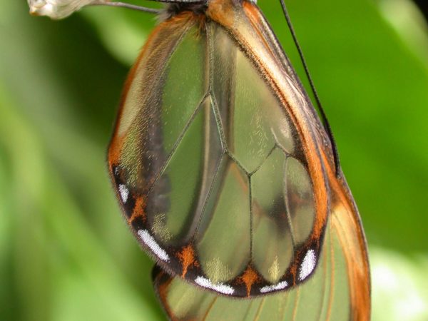 Pteronymia serrata adult, KRW-153