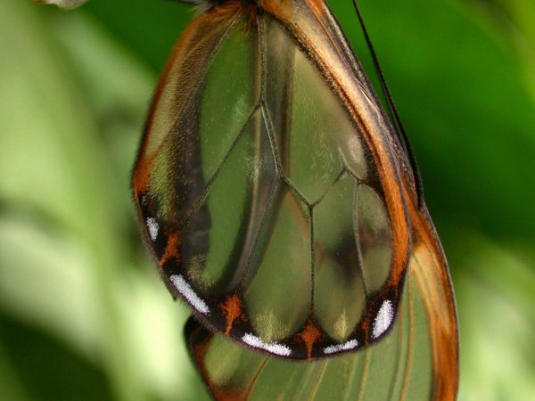 Pteronymia serrata adult, KRW-153