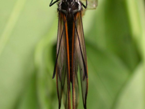 Pteronymia serrata adult, KRW-153