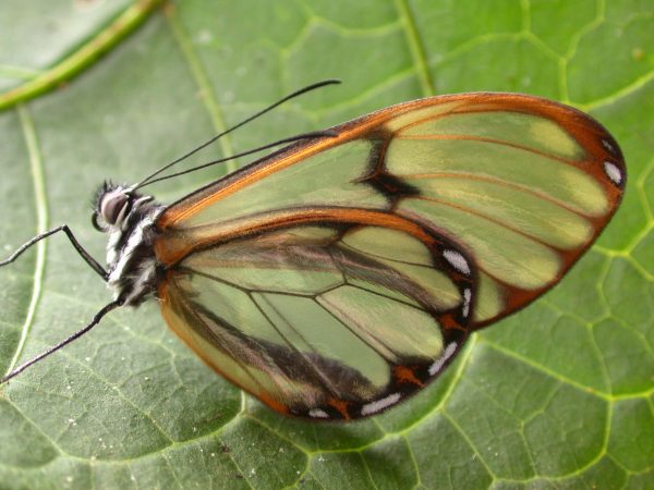 Pteronymia serrata adult, KRW-153