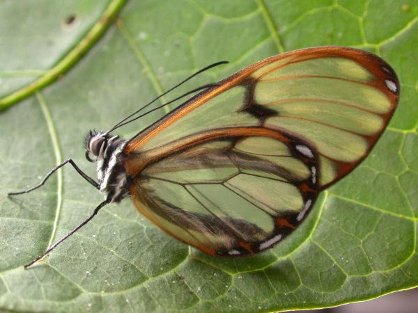 Pteronymia serrata adult, KRW-153