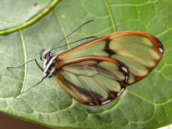 Pteronymia serrata adult, KRW-153