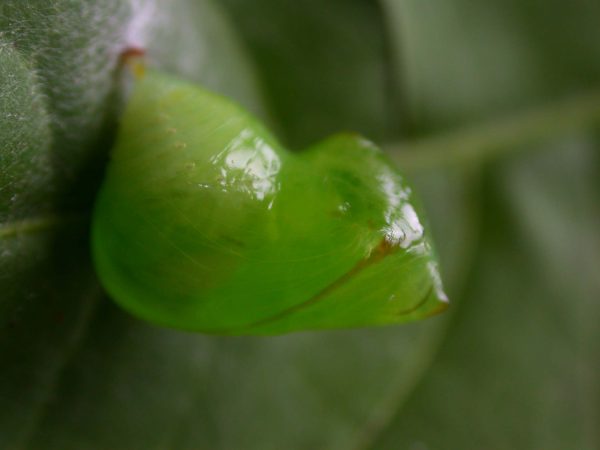 Pteronymia serrata pupa, KRW-153