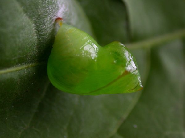 Pteronymia serrata pupa, KRW-153