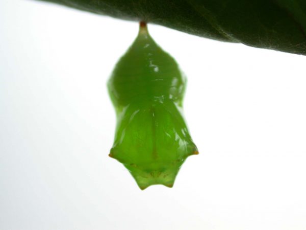 Pteronymia serrata pupa, KRW-153