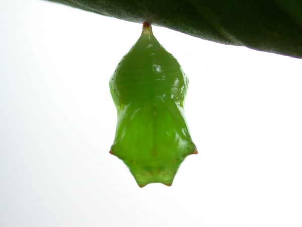 Pteronymia serrata pupa, KRW-153