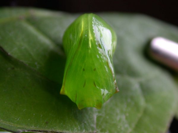 Pteronymia serrata pupa, KRW-153