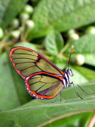 Pteronymia teresita adult, KRW-229