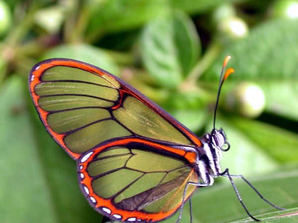 Pteronymia teresita adult, KRW-229