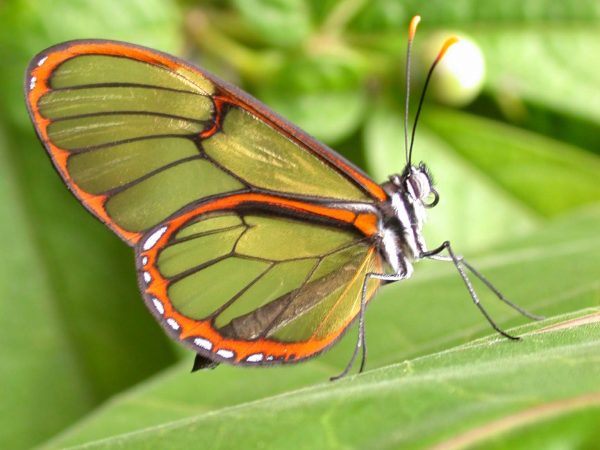 Pteronymia teresita adult, KRW-229