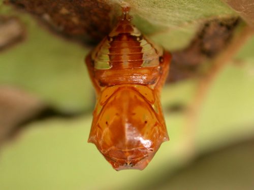 Pteronymia teresita pupa dorsal, KRW-229