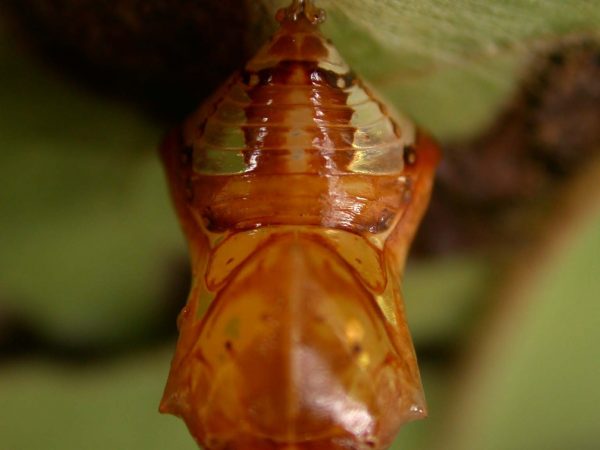 Pteronymia teresita pupa dorsal, KRW-229