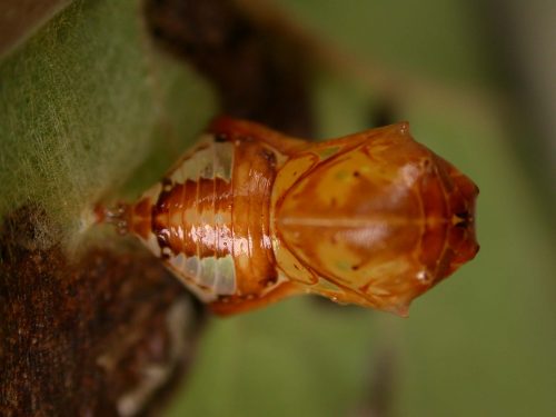 Pteronymia teresita pupa dorsal, KRW-229