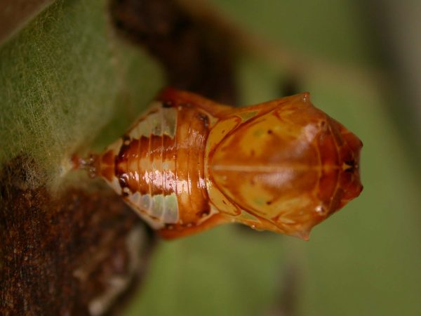 Pteronymia teresita pupa dorsal, KRW-229