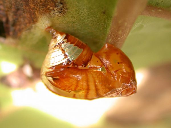 Pteronymia teresita pupa lateral, KRW-229