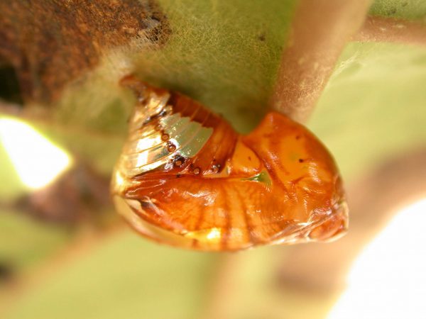 Pteronymia teresita pupa lateral, KRW-229