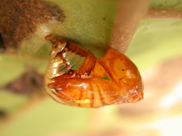 Pteronymia teresita pupa lateral, KRW-229