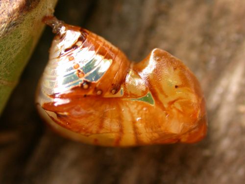 Pteronymia teresita pupa lateral, KRW-229