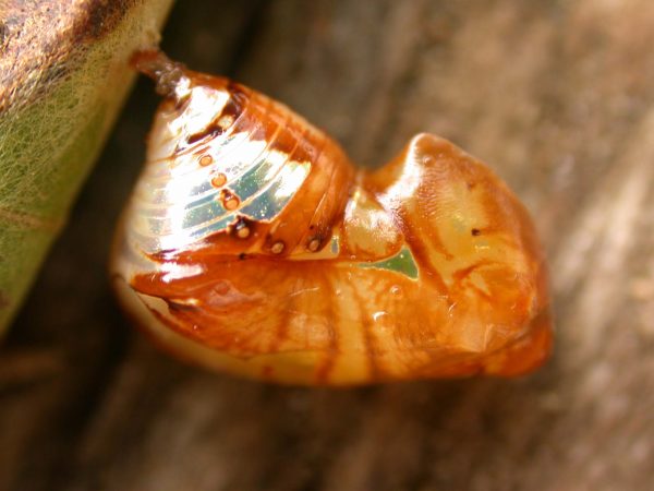 Pteronymia teresita pupa lateral, KRW-229