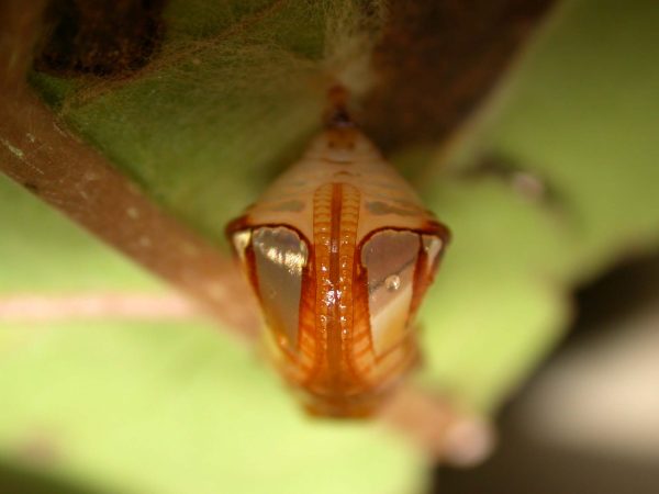 Pteronymia teresita pupa ventral, KRW-229
