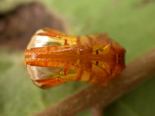 Pteronymia teresita pupa ventral, KRW-229