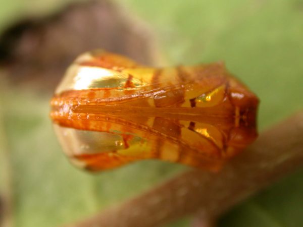 Pteronymia teresita pupa ventral, KRW-229