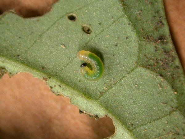 Pteronymia ticida 2nd instar, KRW-241