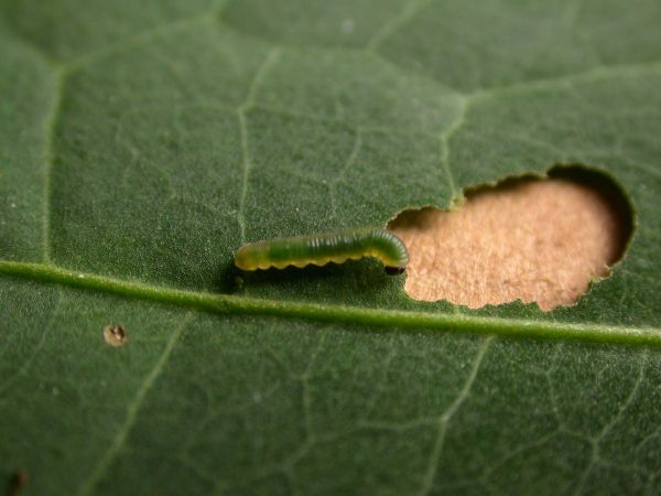 Pteronymia ticida 2nd instar, KRW-243