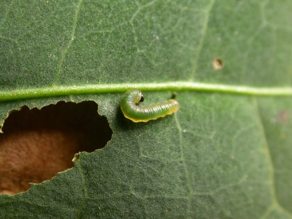 Pteronymia ticida 2nd instar, KRW-243