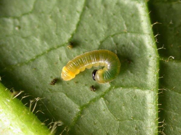 Pteronymia ticida 2nd instar, KRW-252