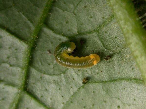 Pteronymia ticida 2nd instar, KRW-252