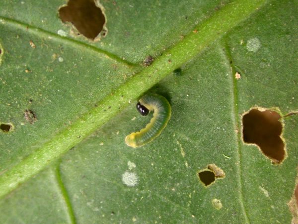 Pteronymia ticida 3rd instar, KRW-241
