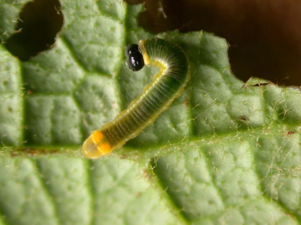 Pteronymia ticida 3rd instar, KRW-251