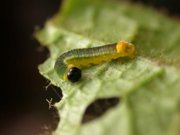 Pteronymia ticida 3rd instar, KRW-251