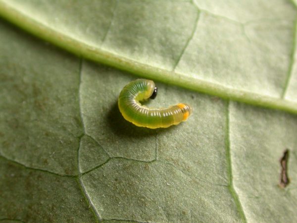 Pteronymia ticida 3rd instar, KRW-266
