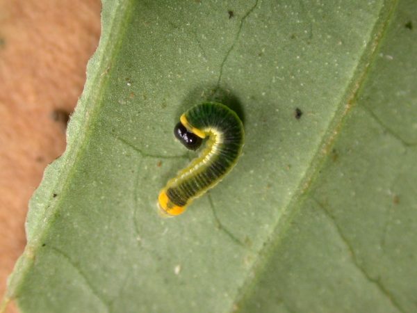 Pteronymia ticida 4th instar, KRW-242