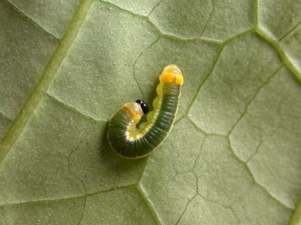 Pteronymia ticida 4th instar, KRW-243