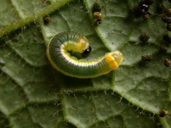 Pteronymia ticida 4th instar, KRW-252