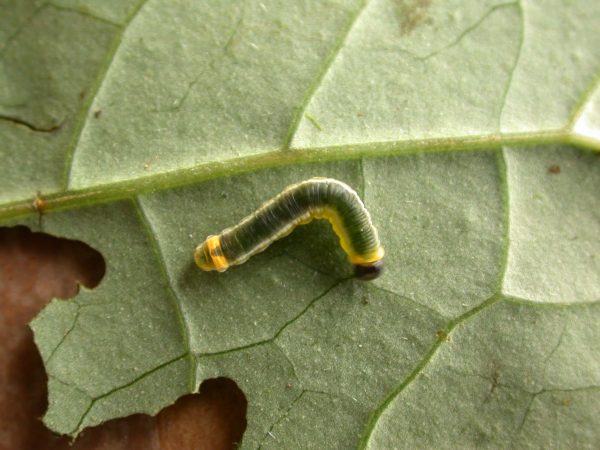 Pteronymia ticida 4th instar, KRW-266