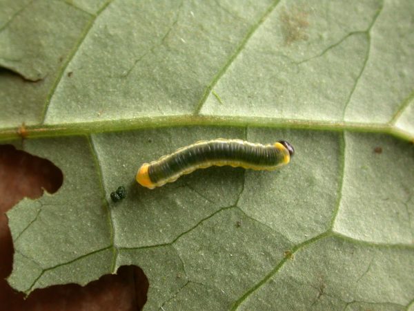 Pteronymia ticida 4th instar, KRW-266