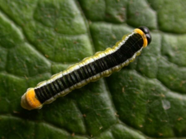 Pteronymia ticida 4th instar, KRW-266